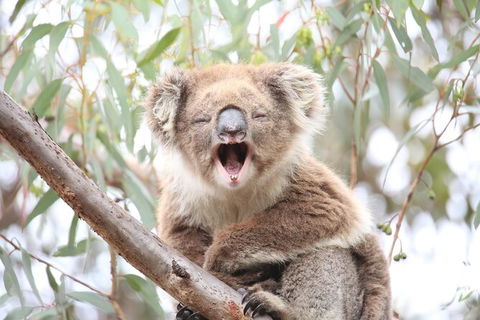 3-Day Small-Group Great Ocean Road And Australian Wildlife Tour From Melbourne - Accommodation Georgetown 3