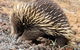 3-Day Small-Group Great Ocean Road And Australian Wildlife Tour From Melbourne - thumb 4