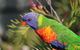 3-Day Small-Group Great Ocean Road And Australian Wildlife Tour From Melbourne - thumb 10