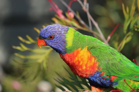3-Day Small-Group Great Ocean Road And Australian Wildlife Tour From Melbourne - Accommodation Georgetown 10