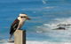3-Day Small-Group Great Ocean Road And Australian Wildlife Tour From Melbourne - thumb 8
