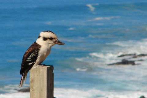 3-Day Small-Group Great Ocean Road And Australian Wildlife Tour From Melbourne - Accommodation Georgetown 8