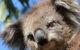 3-Day Small-Group Great Ocean Road And Australian Wildlife Tour From Melbourne - thumb 11