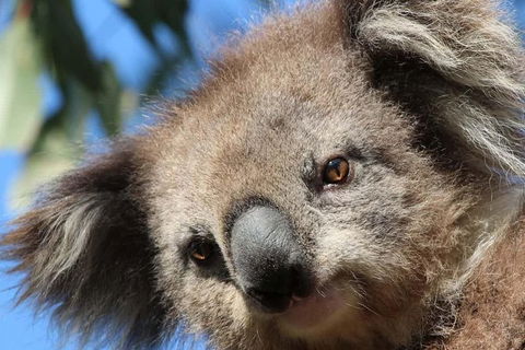 3-Day Small-Group Great Ocean Road And Australian Wildlife Tour From Melbourne - Accommodation Georgetown 11