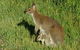 3-Day Small-Group Great Ocean Road And Australian Wildlife Tour From Melbourne - thumb 7