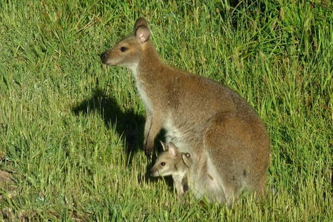 3-Day Small-Group Great Ocean Road And Australian Wildlife Tour From Melbourne - Accommodation Georgetown 7