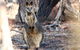 3-Day Small-Group Great Ocean Road And Australian Wildlife Tour From Melbourne - thumb 9
