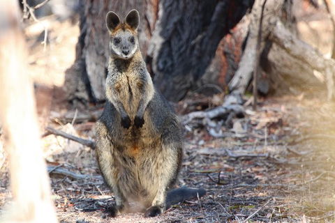 3-Day Small-Group Great Ocean Road And Australian Wildlife Tour From Melbourne - Accommodation Georgetown 9