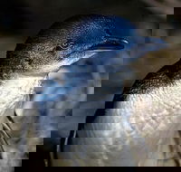 Bonnet Island Experience departing from Strahan - Accommodation Georgetown