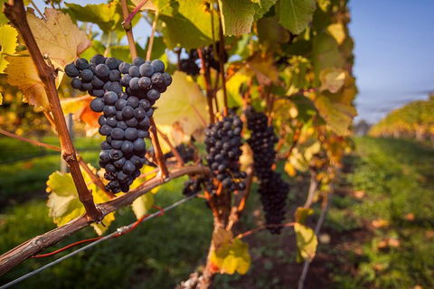 Half Day Tamar Valley Wine Tour - Accommodation Georgetown 0