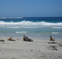 Kangaroo Island in a Day Tour from Adelaide - Accommodation Georgetown