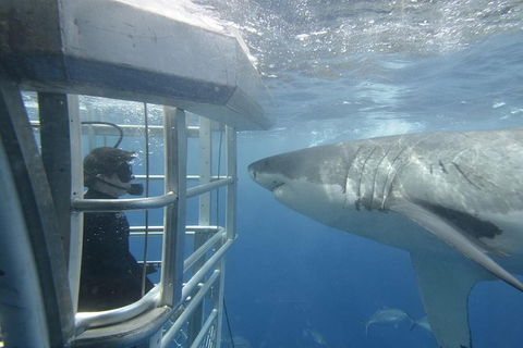 White Shark Tour With Optional Cage Dive From Port Lincoln - Accommodation Georgetown 1