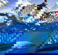 White Shark Tour with Optional Cage Dive from Port Lincoln - Accommodation Georgetown