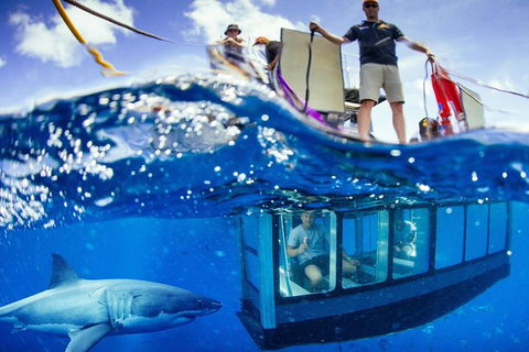 White Shark Tour With Optional Cage Dive From Port Lincoln - Accommodation Georgetown 0