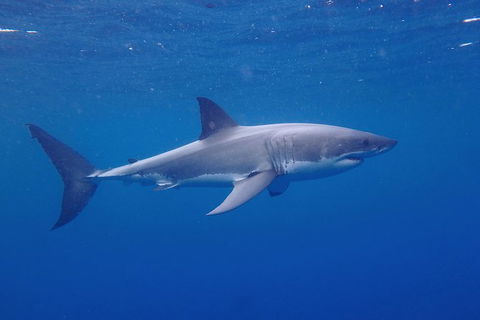 White Shark Tour With Optional Cage Dive From Port Lincoln - Accommodation Georgetown 5