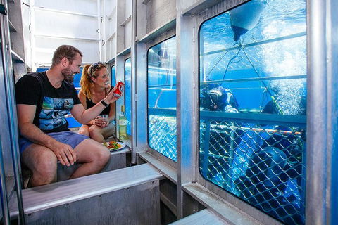 White Shark Tour With Optional Cage Dive From Port Lincoln - Accommodation Georgetown 4