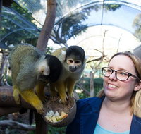 Adelaide Zoo Behind the Scenes Experience Squirrel Monkey Feeding - Accommodation Georgetown