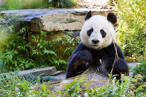 Adelaide Zoo Behind The Scenes Experience: Exclusive Giant Panda Experience - Accommodation Georgetown 1