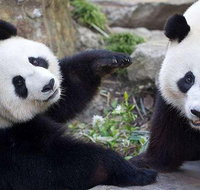 Adelaide Zoo Behind the Scenes Experience Exclusive Giant Panda Experience - Accommodation Georgetown