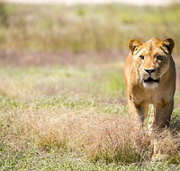 Lions at Bedtime and a day at Monarto Safari Park - Accommodation Georgetown