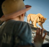 Lions 360 Experience and a Day at Monarto Safari Park - Accommodation Georgetown