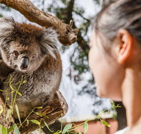 Adelaide Zoo Behind the Scenes Experience Koala Encounter - Accommodation Georgetown