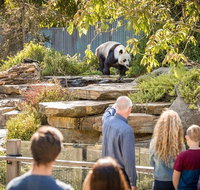 Adelaide Zoo Behind the Scenes Experience Panda and Friends Tour - Accommodation Georgetown