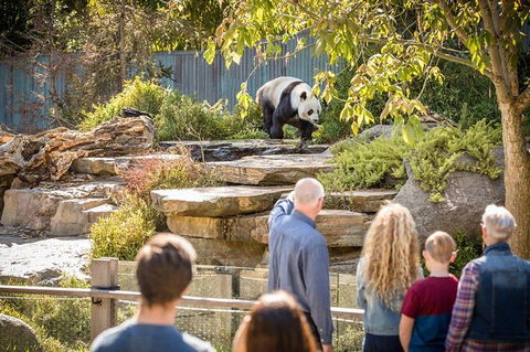 Adelaide Zoo Behind The Scenes Experience: Panda And Friends Tour - Accommodation Georgetown 0