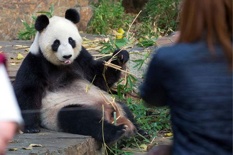 Adelaide Zoo Behind The Scenes Experience: Panda And Friends Tour - Accommodation Georgetown 1