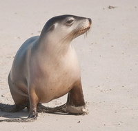 2-Day Kangaroo Island 4WD Small-Group Tour from Adelaide - Accommodation Georgetown