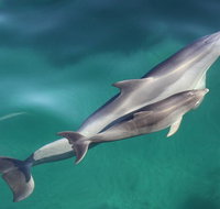 Dolphin Cruise from Adelaide with Optional Dolphin Swim - Accommodation Georgetown