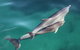 Dolphin Cruise From Adelaide With Optional Dolphin Swim - thumb 2