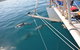 Dolphin Cruise From Adelaide With Optional Dolphin Swim - thumb 6