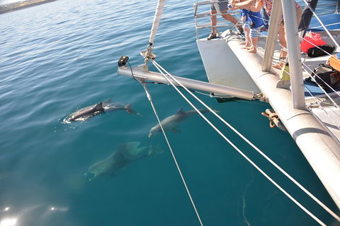 Dolphin Cruise From Adelaide With Optional Dolphin Swim - Accommodation Georgetown 6