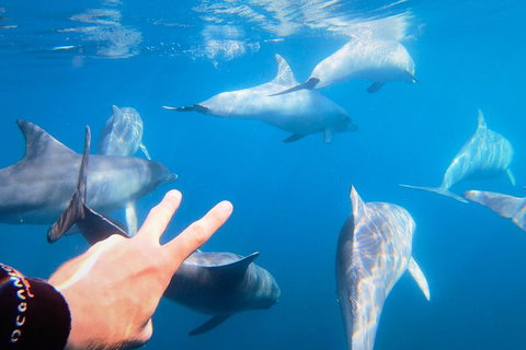 Dolphin Cruise From Adelaide With Optional Dolphin Swim - Accommodation Georgetown 4