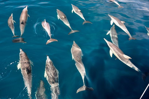 Dolphin Cruise From Adelaide With Optional Dolphin Swim - Accommodation Georgetown 5