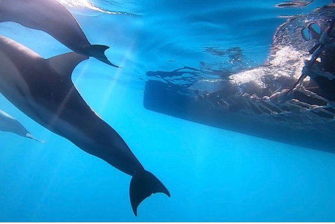 Dolphin Cruise From Adelaide With Optional Dolphin Swim - Accommodation Georgetown 7