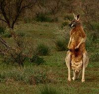 Flinders Ranges  Outback  3 Day Small Group Eco Safari - Accommodation Georgetown