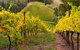 Private Adelaide Hills Wine Region Tour - thumb 0