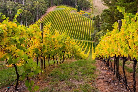 Private Adelaide Hills Wine Region Tour - Accommodation Georgetown 2