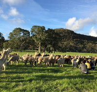 Alpaca Farm 2 hour Tour - Accommodation Georgetown