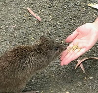 Food Tours Australia Cleland Wildlife Tour - Accommodation Georgetown