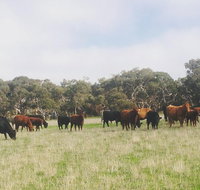 Waitpinga Farm Quad-Bike Tour - Accommodation Georgetown