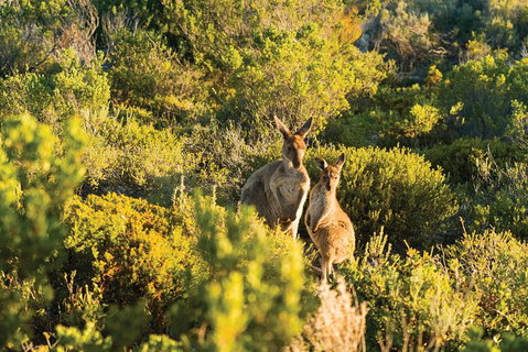 Coffin Bay Day Tour - A Taste Of Coffin Bay - Accommodation Georgetown 11