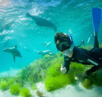 Half-Day Sea Lion Snorkeling Tour from Port Lincoln - Accommodation Georgetown