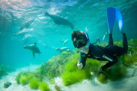 Half-Day Sea Lion Snorkeling Tour From Port Lincoln - Accommodation Georgetown 0