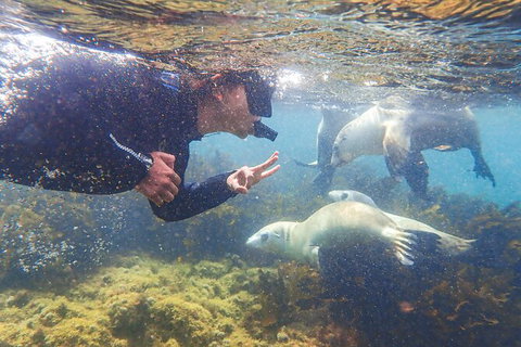 Half-Day Sea Lion Snorkeling Tour From Port Lincoln - Accommodation Georgetown 8