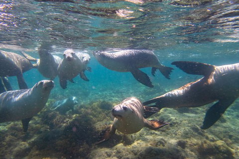 Half-Day Sea Lion Snorkeling Tour From Port Lincoln - Accommodation Georgetown 2