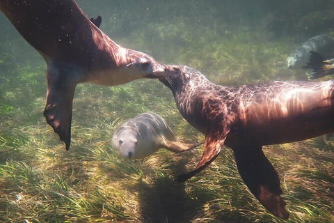 Half-Day Sea Lion Snorkeling Tour From Port Lincoln - Accommodation Georgetown 6