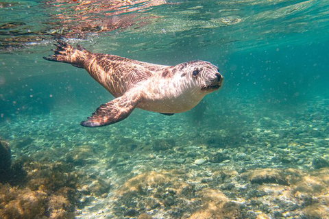 Half-Day Sea Lion Snorkeling Tour From Port Lincoln - Accommodation Georgetown 4